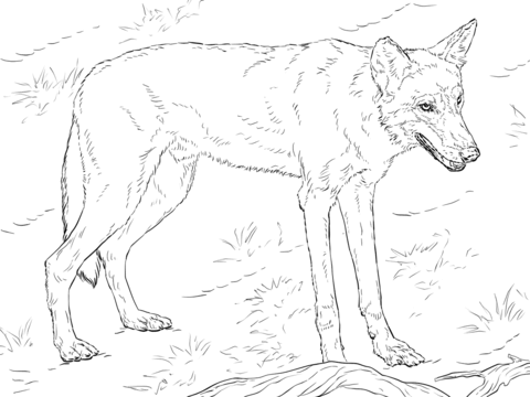 Red Wolf Coloring Page